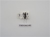 藏品(黑澤細花天牛)的圖片